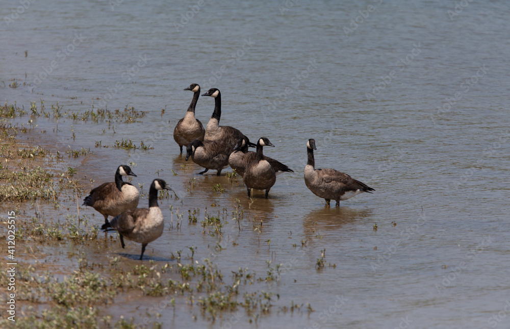 geese geese