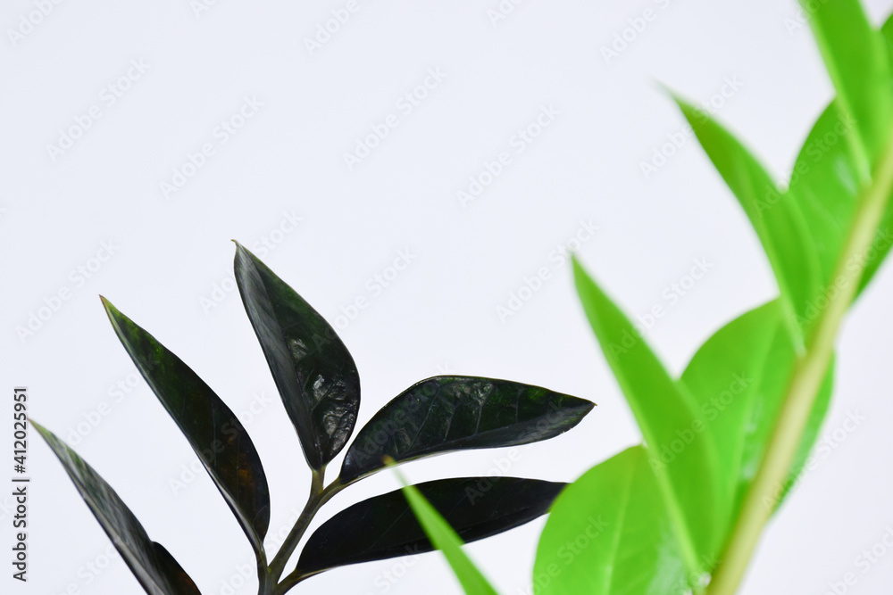 Black ZZ Plant (Zamioculcas Zamifolia) put forth fresh leaves on white blackground, low maintenance, low water and easy to care for house plant, Rare Air Purifier tree.