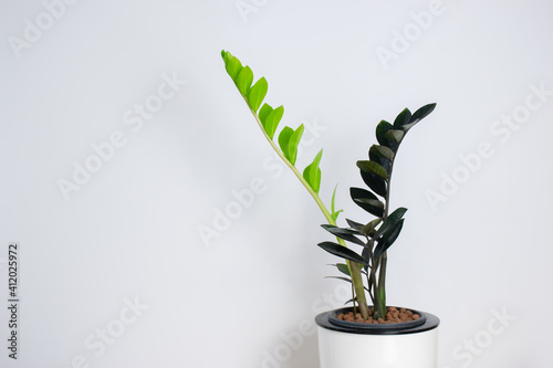 Black ZZ Plant (Zamioculcas Zamifolia) put forth fresh leaves in white plastic pot, low maintenance, low water and easy to care for house plant, Rare Air Purifier tree. photo