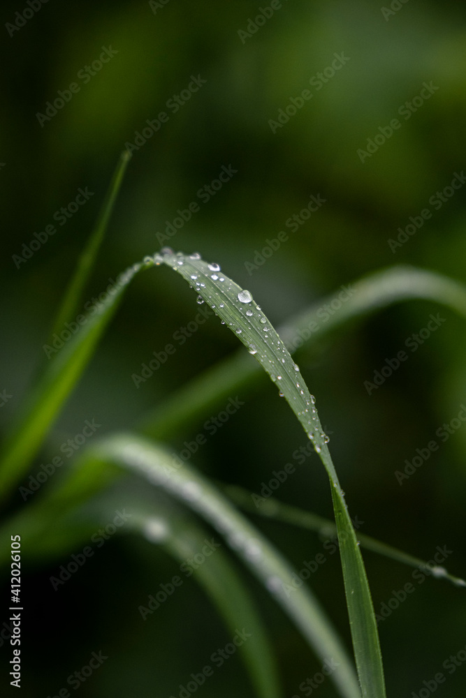 Blades of grass Blades of grass