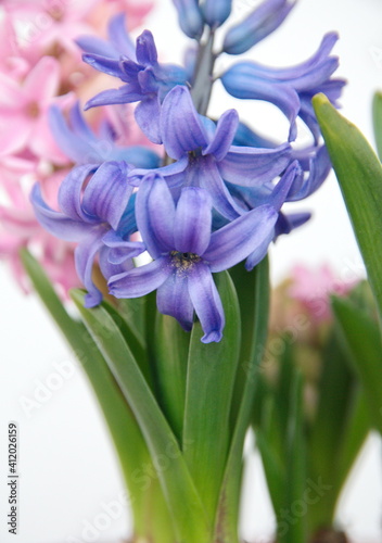 Hyacinth  Hyacinthus orientalis - common  Dutch or garden hyacinth with violet and pink flowers