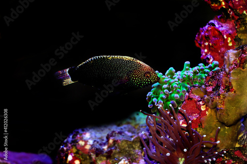 Yellow-spotted Black Leopard Wrasse - Macropharyngodon negrosensis  photo