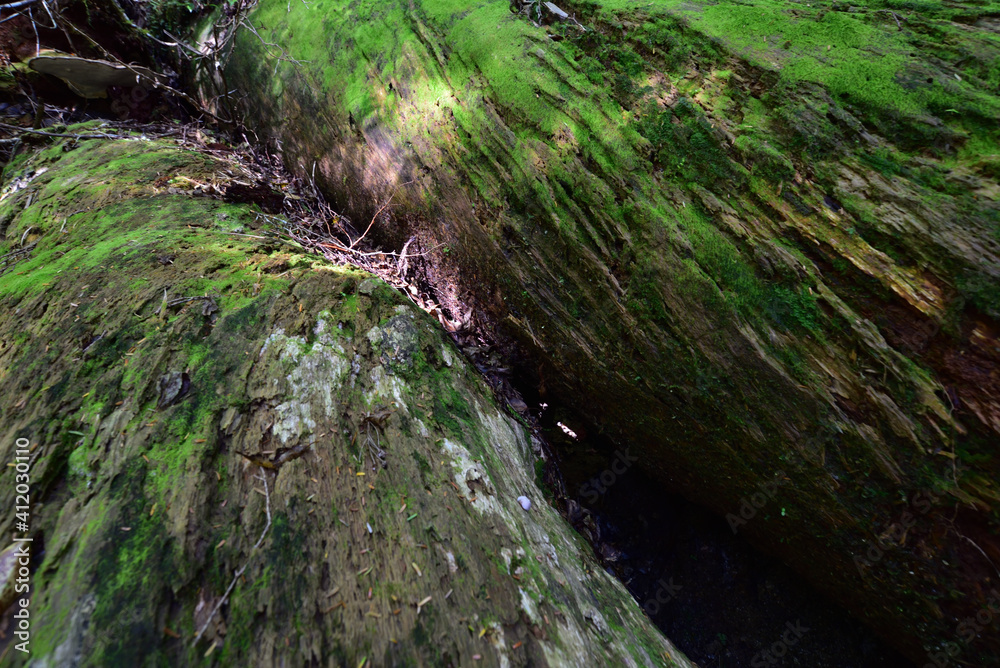 Deep cedar forest of Yakushima, Japan Deep cedar forest of Yakushima, Japan