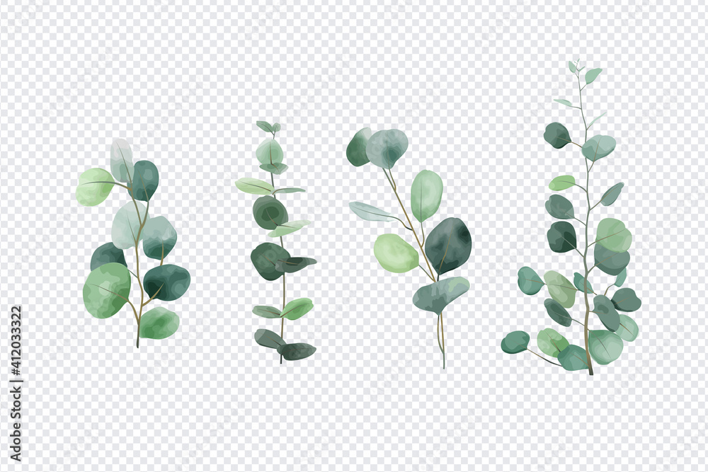 Eucalyptus leaves set isolated on transparent background 