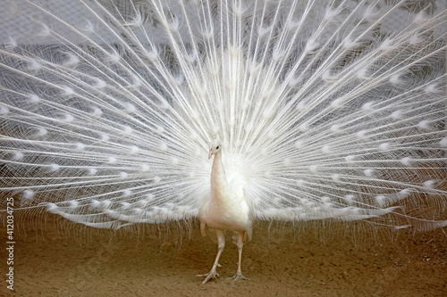 Fototapeta Naklejka Na Ścianę i Meble -  White peacock flaunting its tail in a zoo, North China