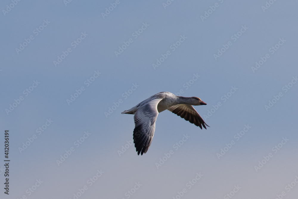 Close view of a snow goose flying in beautiful light, seen in the wild in North California