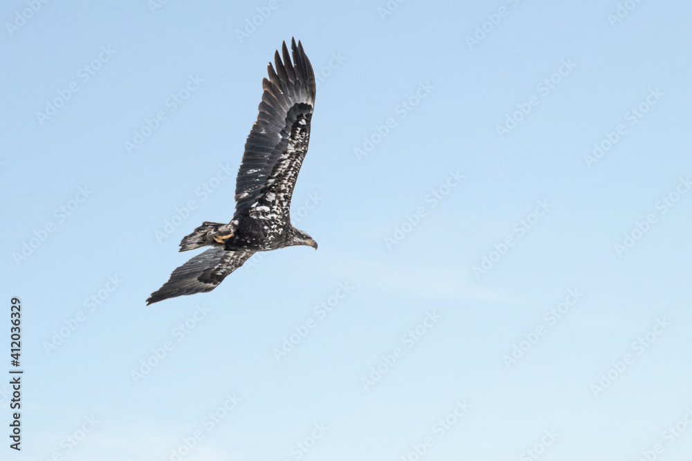 Fototapeta premium Juvenile bald eagle in flight under blue sky 