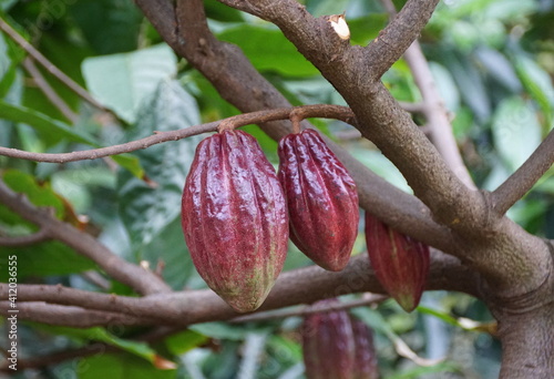 A bunch of brown cocoa fruits on the tree