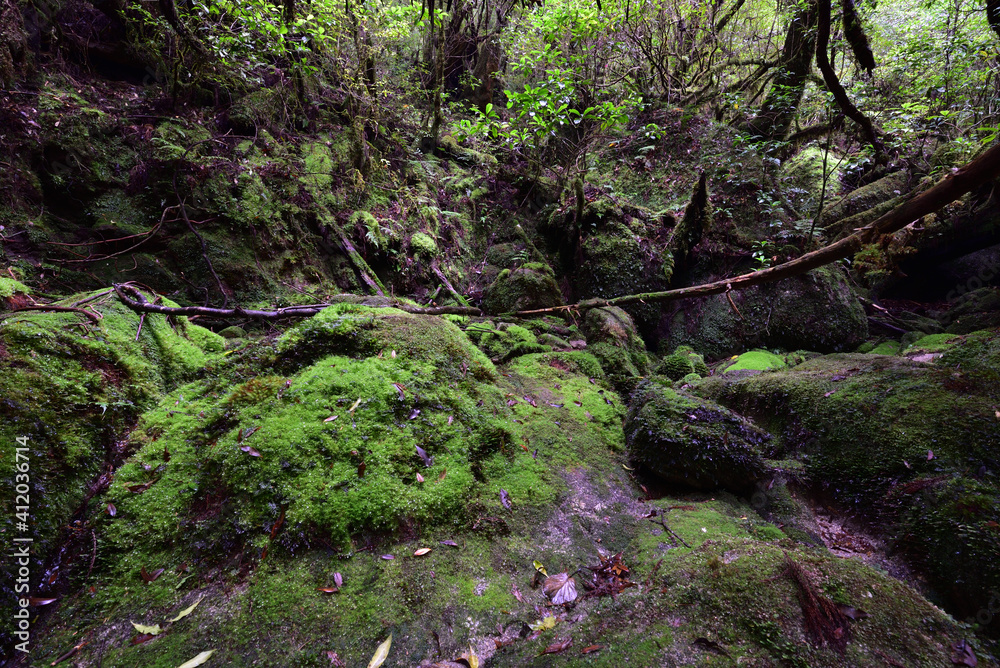 Obraz premium Deep cedar forest of Yakushima, Japan
