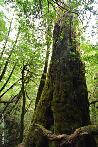Deep cedar forest of Yakushima, Japan