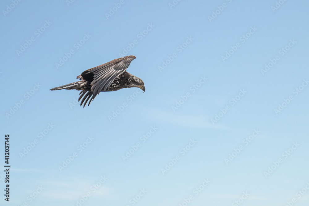 Juvenile bald eagle in flight under blue sky Juvenile bald eagle in flight under blue sky