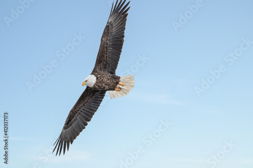 Bald Eagle is flying under blue sky 