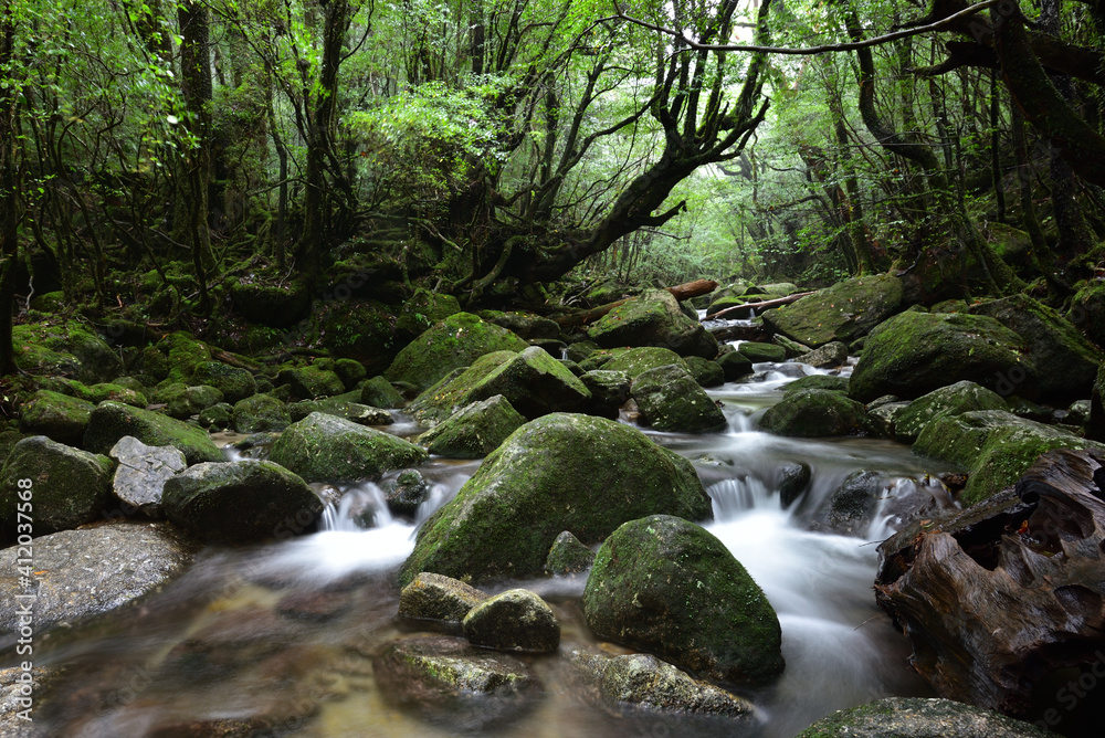 Deep cedar forest of Yakushima, Japan Deep cedar forest of Yakushima, Japan