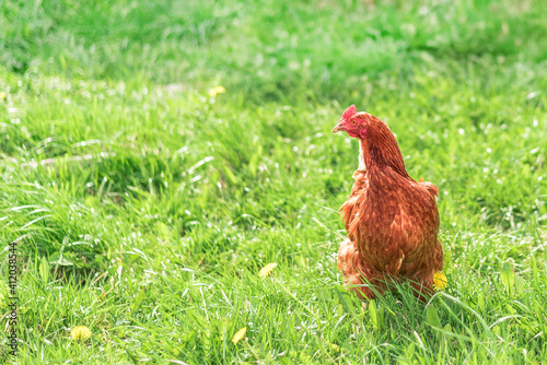 Chicken in the meadow close up. Hen copy space.