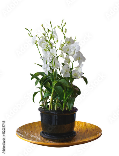 white flowering plant in vase isolated on white