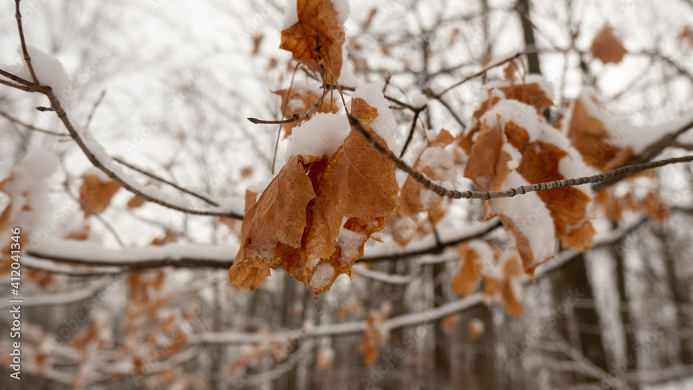 snow covered leaves in snowy forest. Ontario Canada winter forest scene with bare trees.