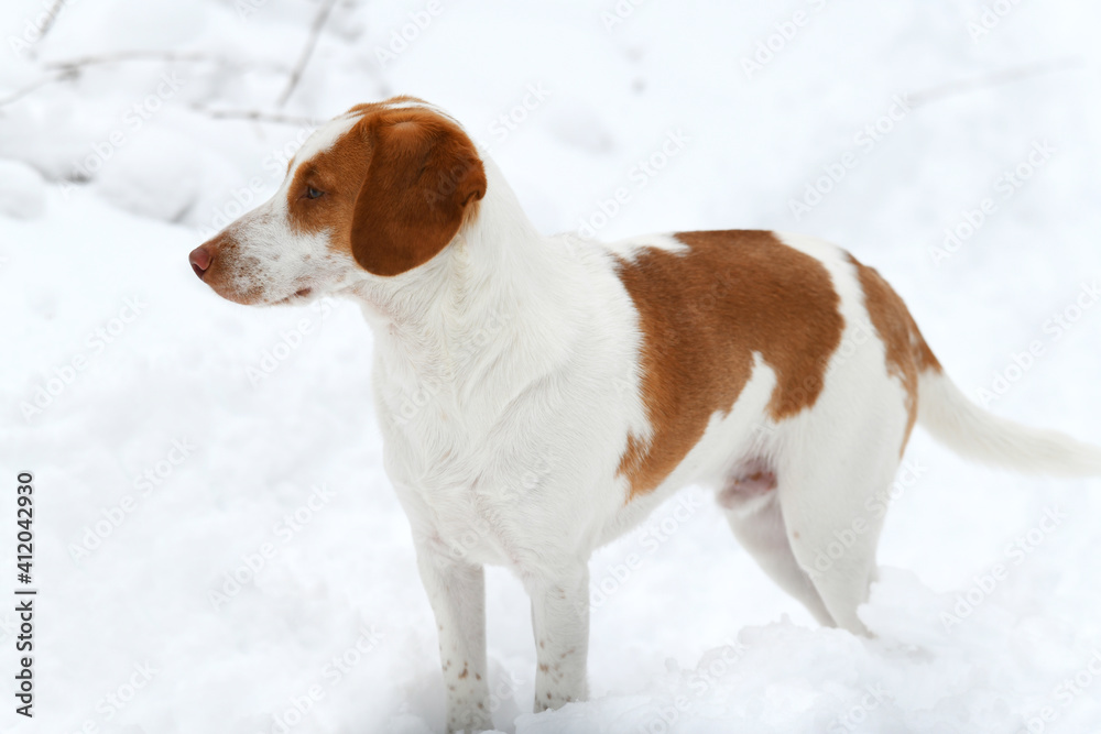 close up on dog in the winter snow