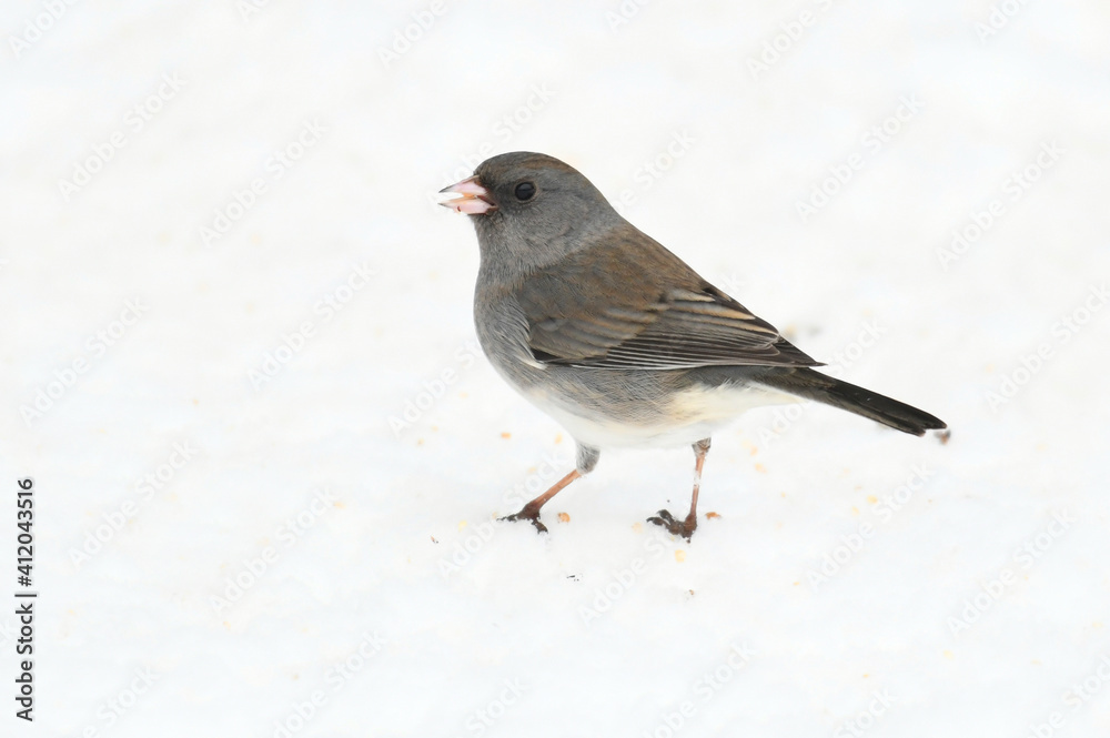 black eyed junco standing on snow covered ground black eyed junco standing on snow covered ground