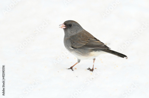 black eyed junco standing on snow covered ground