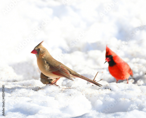 male and female red cardinal in the snow © nd700