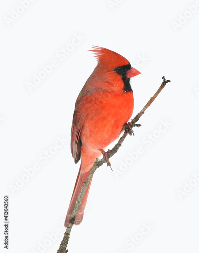 Tela male red cardinal standing on tree branch in snow