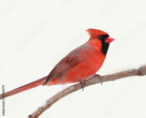 male red cardinal standing on tree branch in snow © nd700