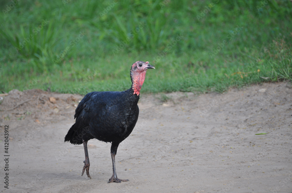 Obraz premium Tuekey