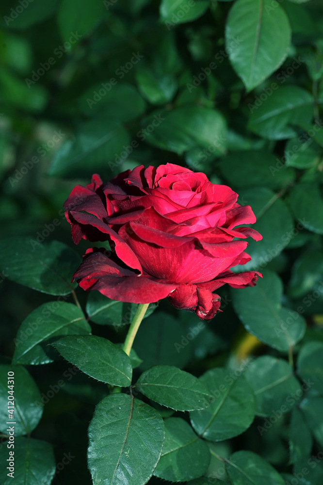 Art photo rose petals isolated on the natural blurred background. Rose flower Closeup. For design, texture, background. Nature. Art photo rose petals isolated on the natural blurred background. Rose flower Closeup. For design, texture, background. Nature.