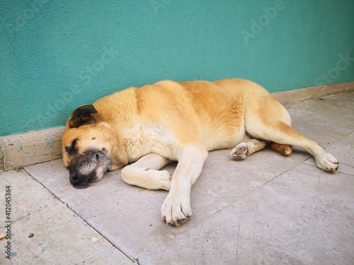 Stray dog ​​lying on the sidewalk © nihat boy