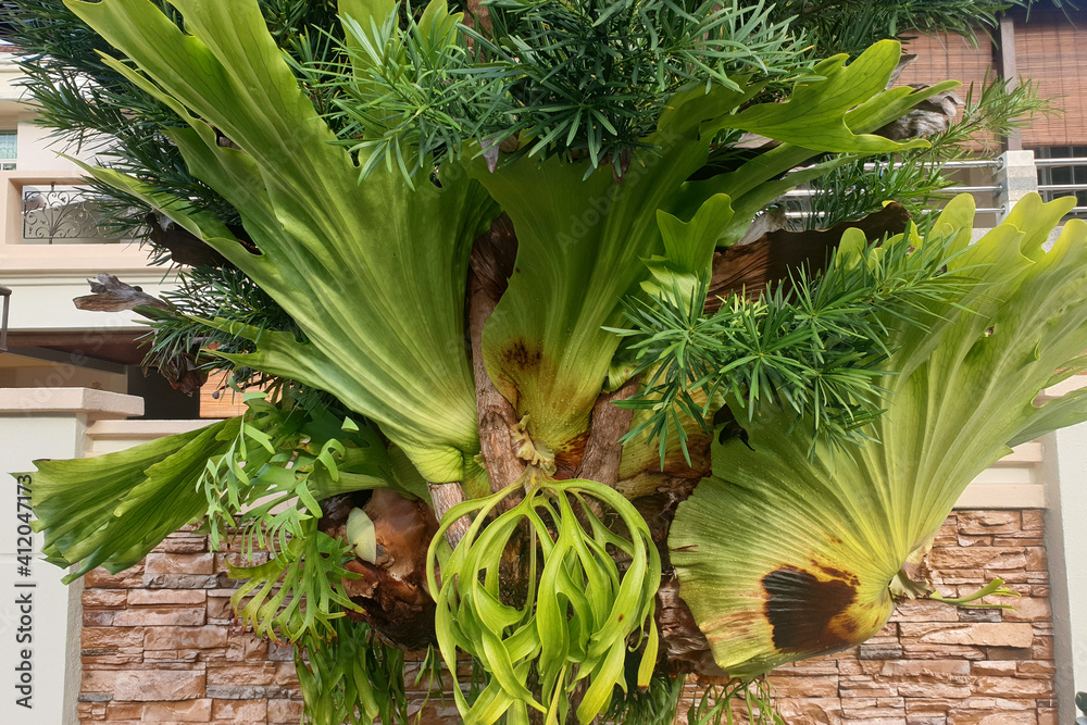 Fototapeta premium Staghorn fern Platycerium Coronarium hanging on the gate at the house backyard