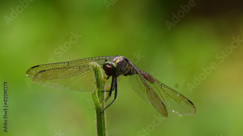 close up of a dragonfly Onichothemis culminicola