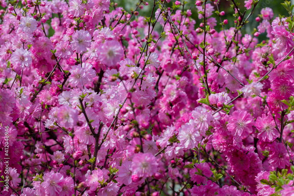 Sakura branches in pink flowers. Beautiful tree with flowers. Sakura blossom.