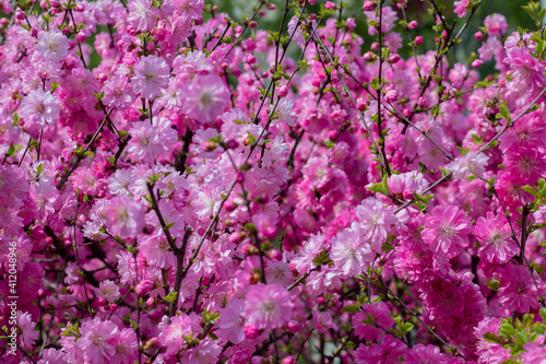 Sakura branches in pink flowers. Beautiful tree with flowers. Sakura blossom.