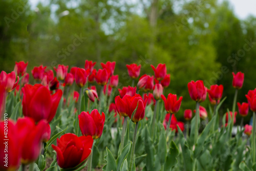 A meadow of red tulips. Side view. Beautiful red flowers on a background of green trees.