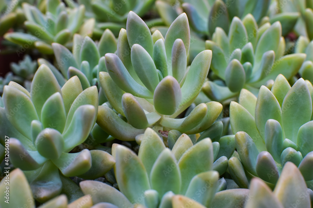 Plantas suculentas de color verde para sembrar en una maceta o jardin. Plantas suculentas de color verde para sembrar en una maceta o jardin.