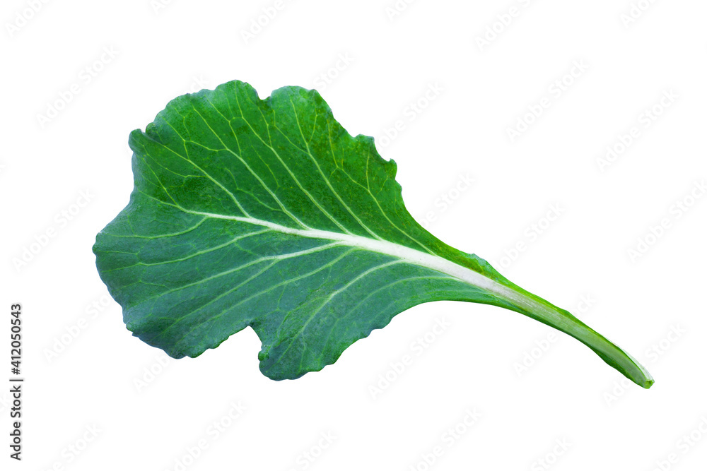 Lettuce plant isolated on white background for design elements Lettuce plant isolated on white background for design elements