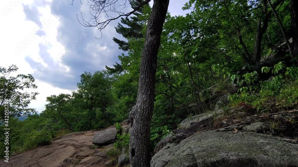 Brown healthy tree trunk to the cotton coudy sky pan up left Brown healthy tree trunk to the cotton coudy sky pan up left