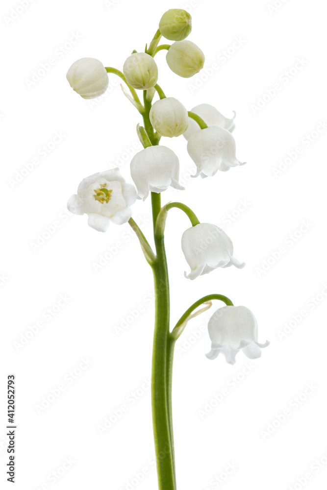White flowers of lily of the valley, lat. Convallaria majalis, isolated on white background