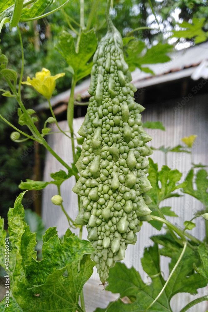 Green Bitter melon vegetables on plant
Bitter melon is a healthy vegetable for the human body. Green Bitter melon vegetables on plant
Bitter melon is a healthy vegetable for the human body.