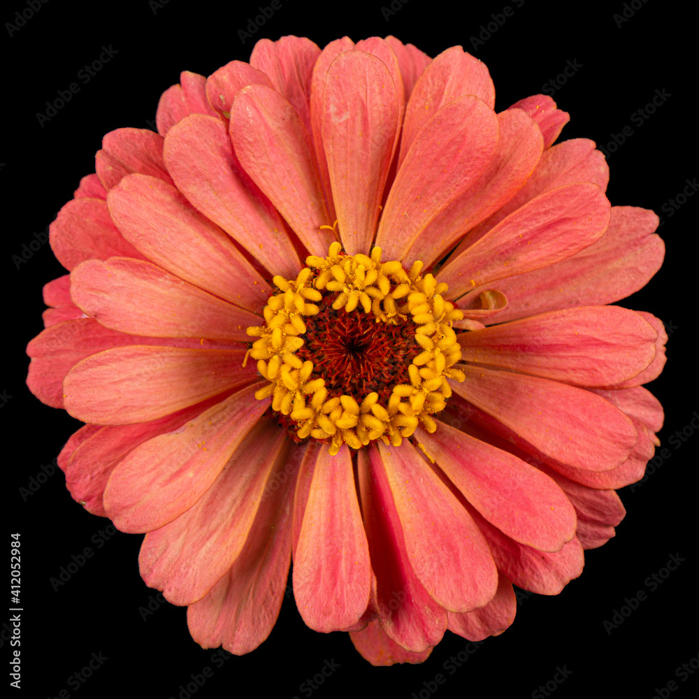 Red flower of zinnia, isolated on black background