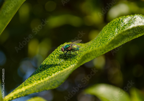 fly on plants