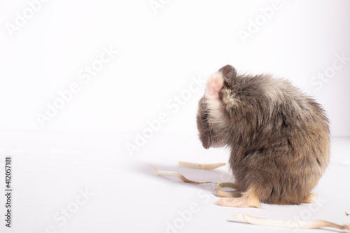hamster in white background