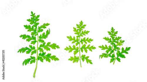 Leaves of lacy phacelia, blue tansy or purple tansy (Phacelia tanasetifolia) on white background