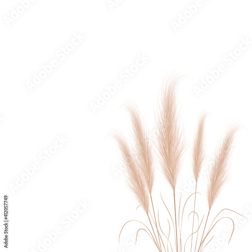Tan pampas grass branches on white background. Floral ornament elements in boho style. Vector illustration of cortaderia selloana. New trendy home decor.