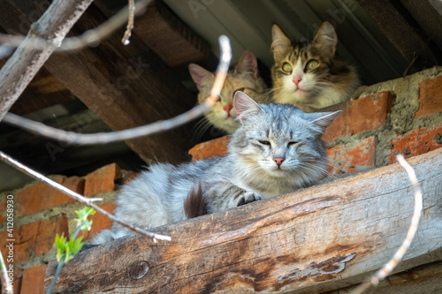 Photography Three stray cats in abandoned building