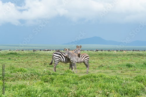 Zebra in the grasslands of the National Park. Africa