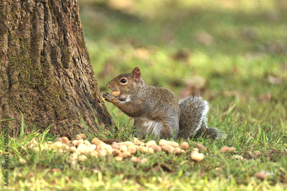 Brown squirrel chewing on a peanut next to a pile of peanuts by a tree in the yard Brown squirrel chewing on a peanut next to a pile of peanuts by a tree in the yard