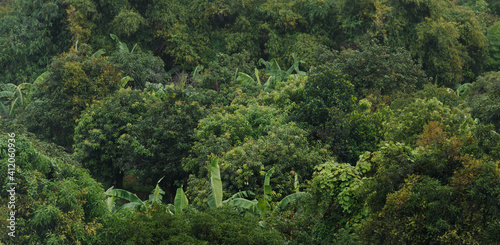 Green forest background taken from high angle.