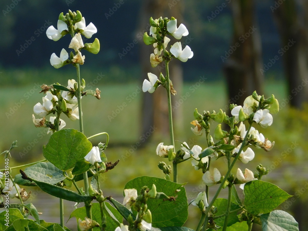 Lablab purpureus (Hyacinth bean, Dolichos bean, Seem bean, Lablab bean