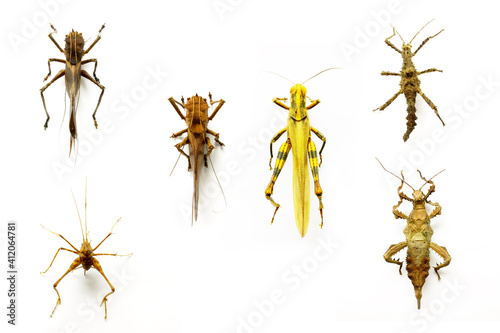 Set of insects on a white background © Akmalism
